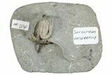 Fossil Crinoid Plate (Two Species) - Crawfordsville, Indiana #291804-2